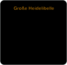 Große Heidelibelle