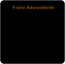 Frühe Adonislibelle