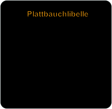 Plattbauchlibelle